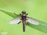 insecten 2023